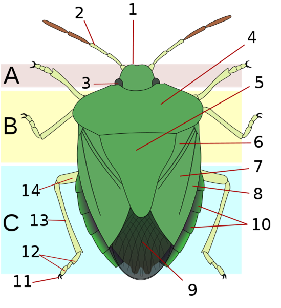 Shieldbug-Anatomy